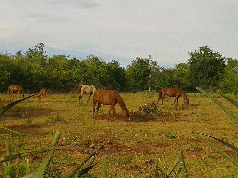 Campo Lindo