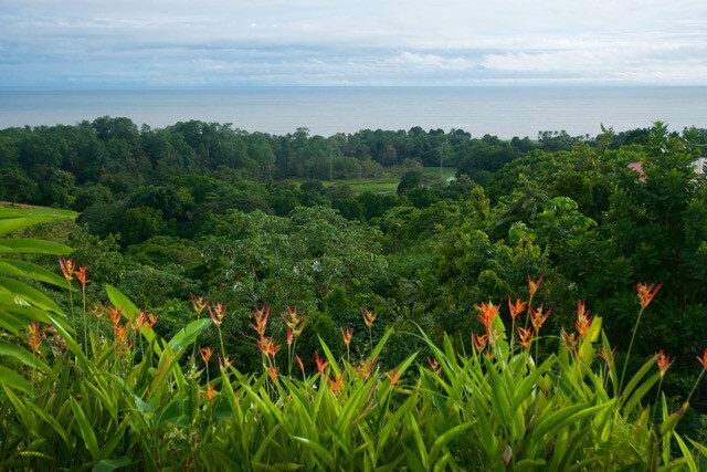 Veraguas Playa Morrillo的Susan鱼群