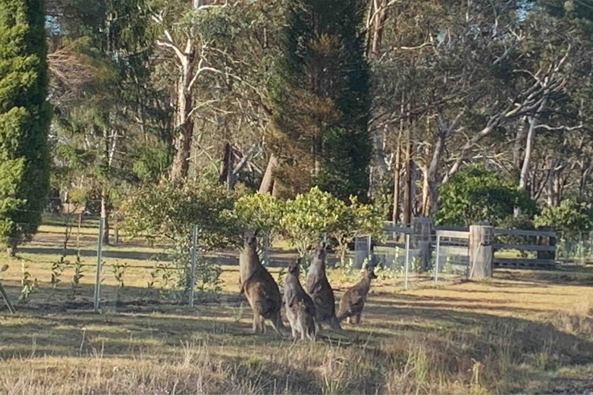 Kangarloo Retreat