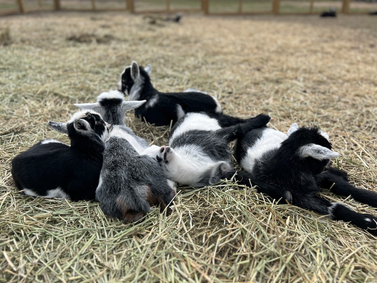 Farm Retreat | Jacuzzi + Fire Pit | Goats + Ponies