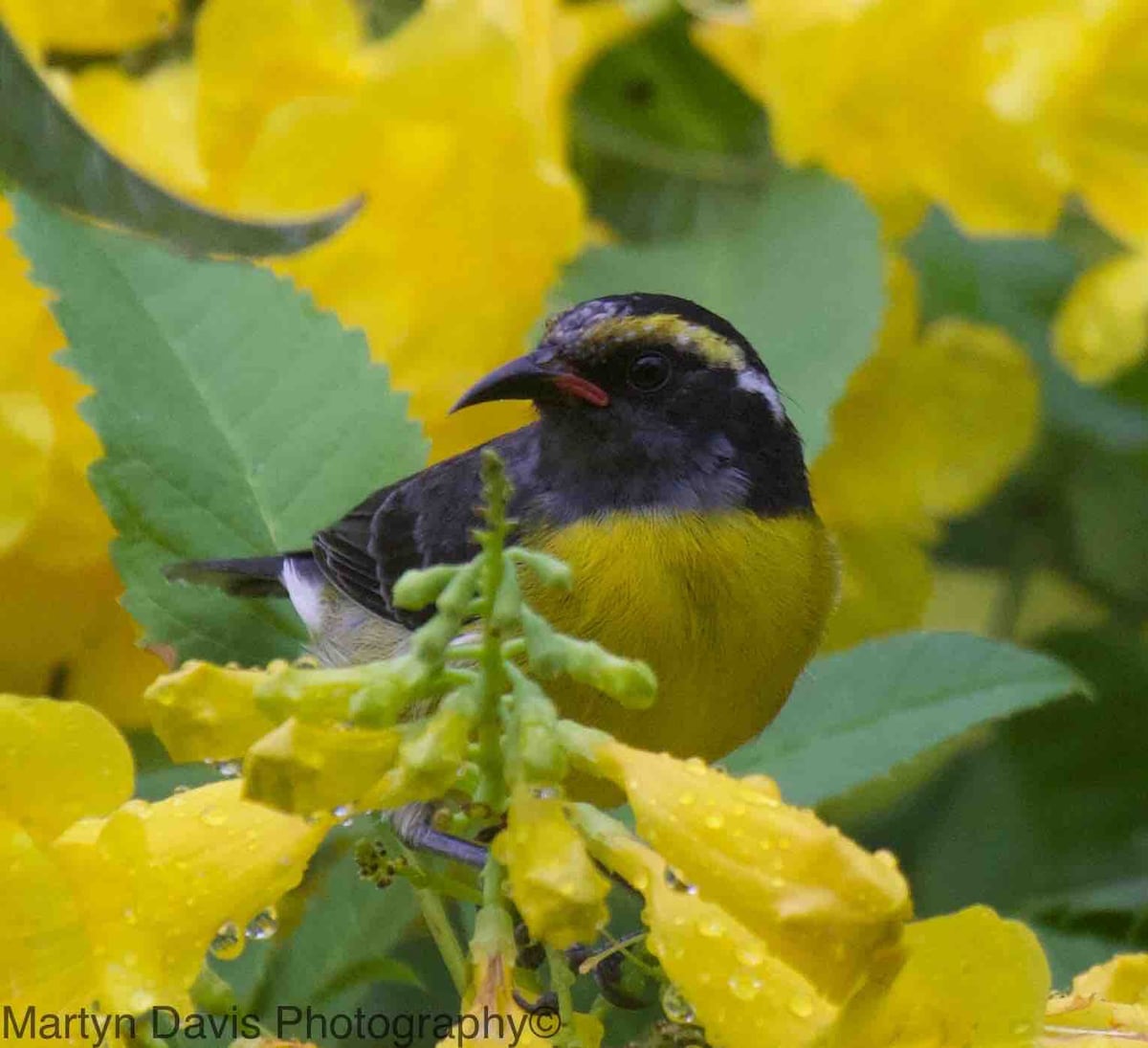 Waterfront Bananaquit公寓新酒吧B Q小屋