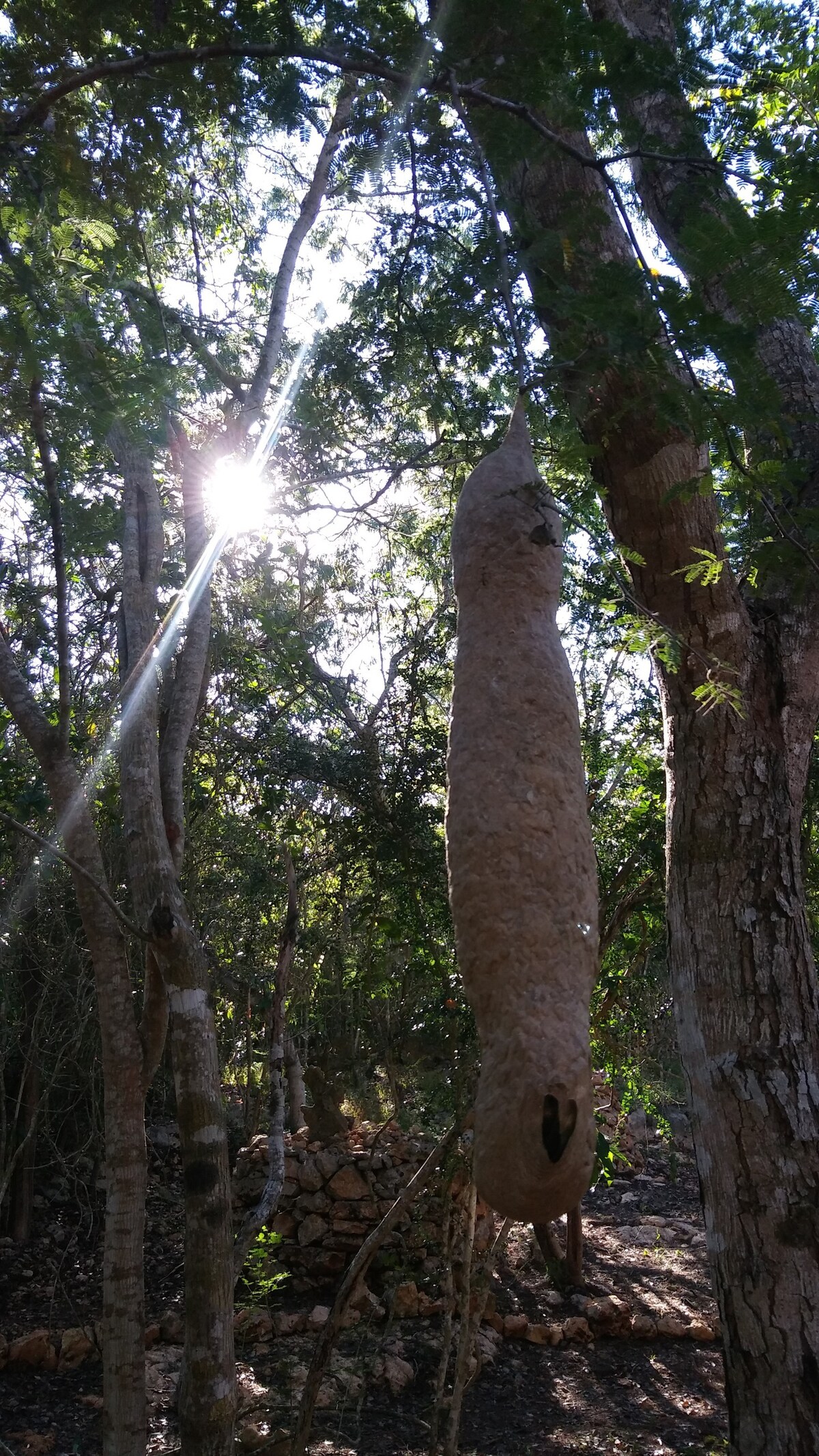 Private room, in ecological park near Uxmal.