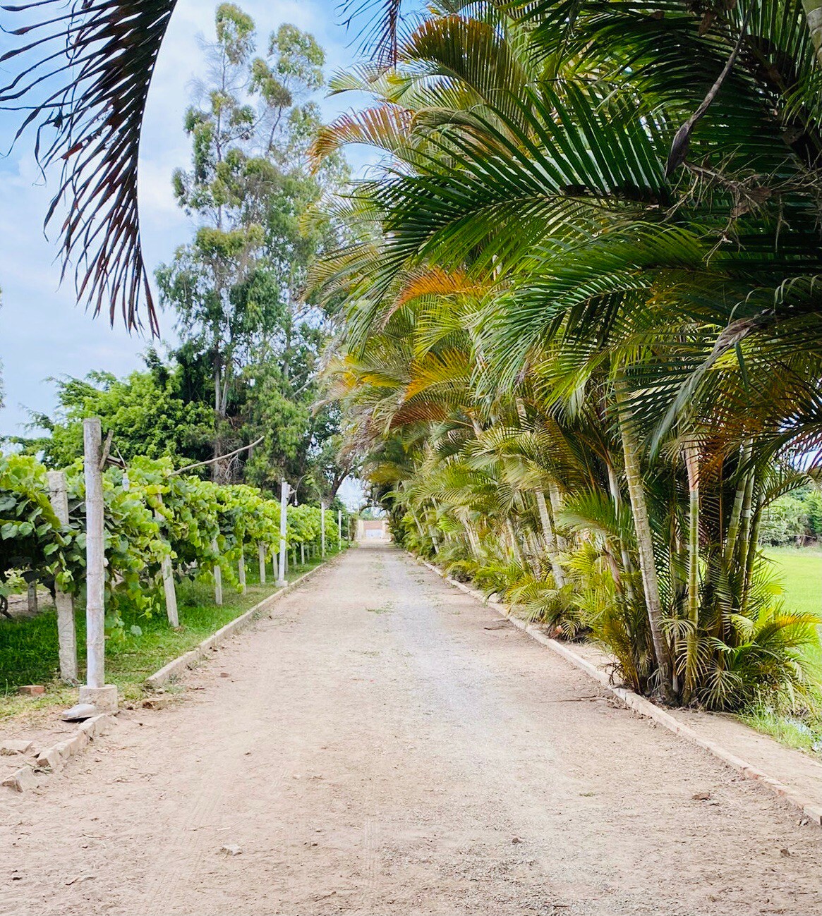 EL FUNDO DE CARLITOS, Mala