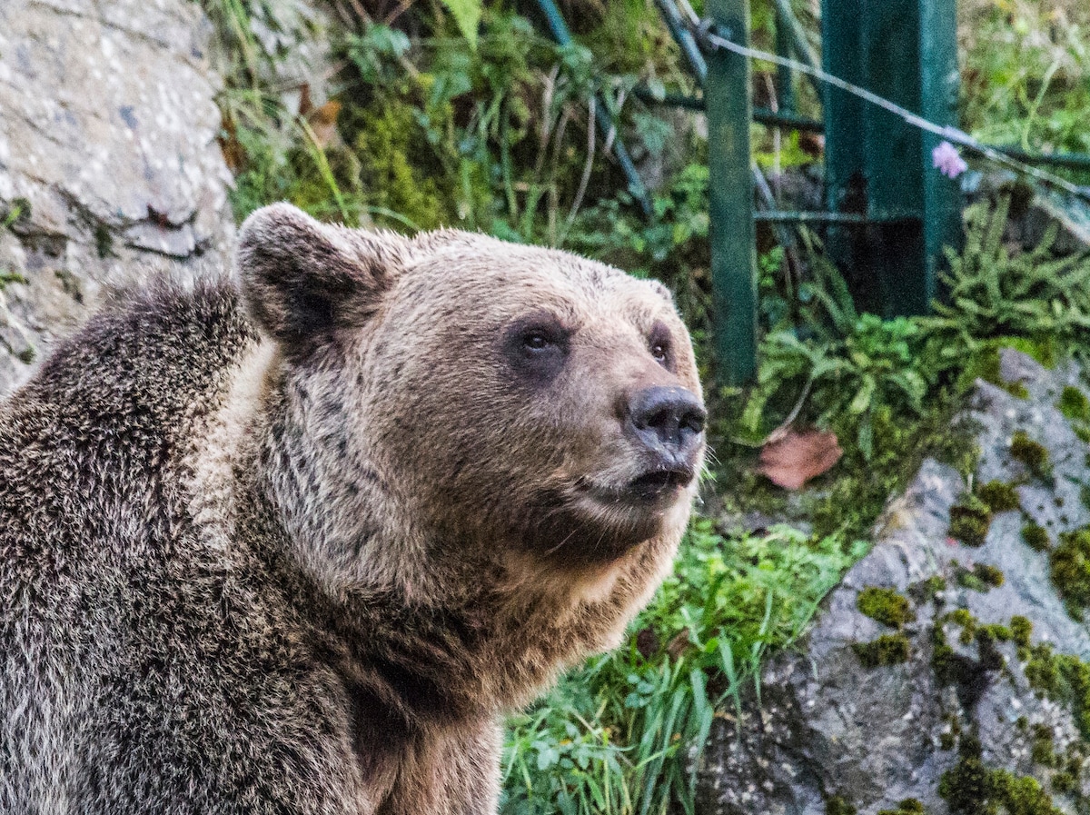 位于熊谷（ Valley of the Bear ）的双人房-阿斯图里亚斯（ Asturias ）