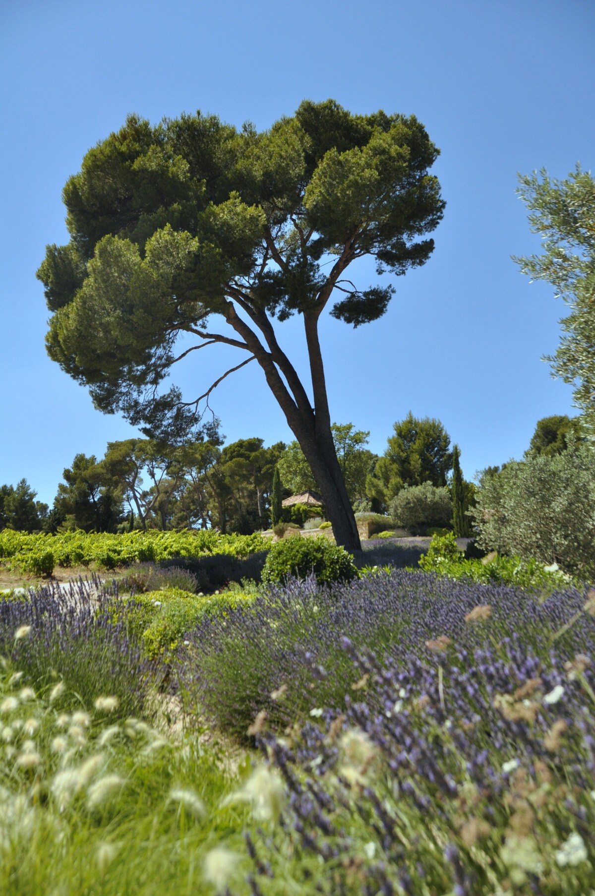 Provence, Mas 16 p, piscine, tennis