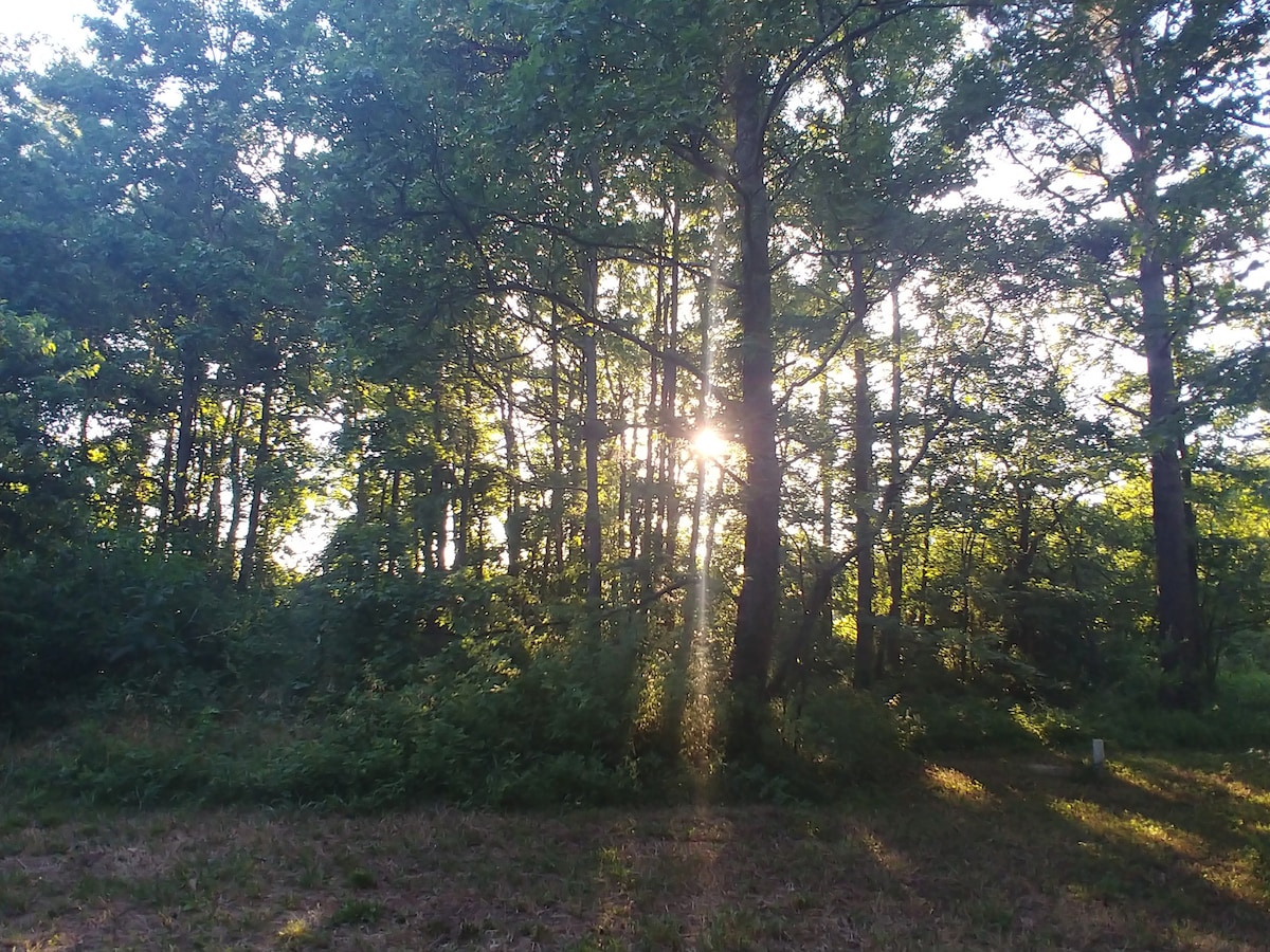 Eastern Shore Wooded Wildlife Campsite