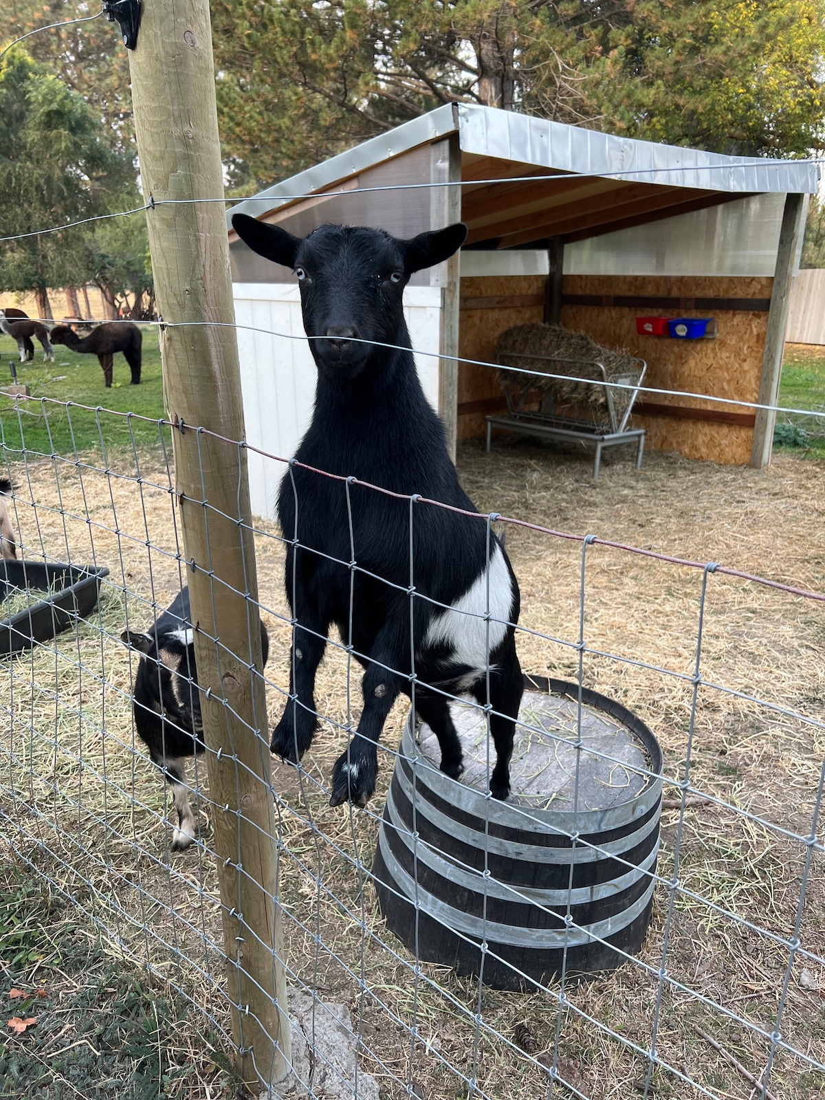 可爱舒适的Alpaca&Goat农场距离市区仅几分钟车程