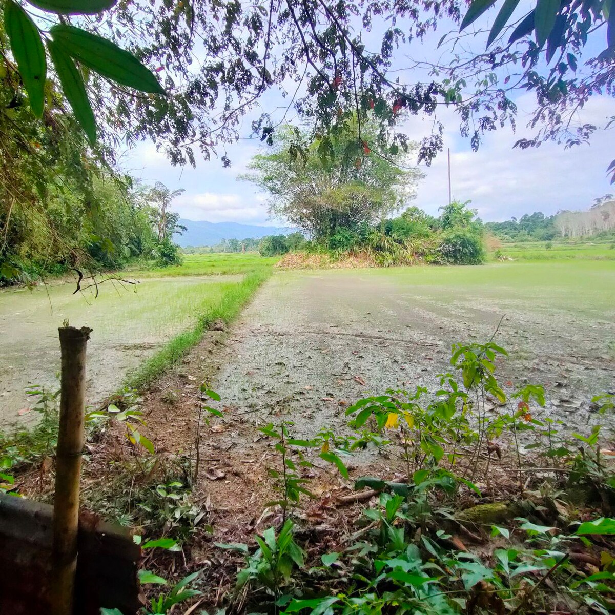 Bendang Tealing House