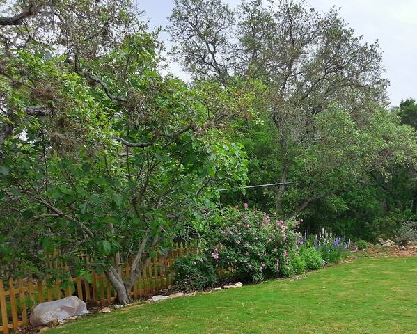 rose bushes and a fig tree line one side of the yard.