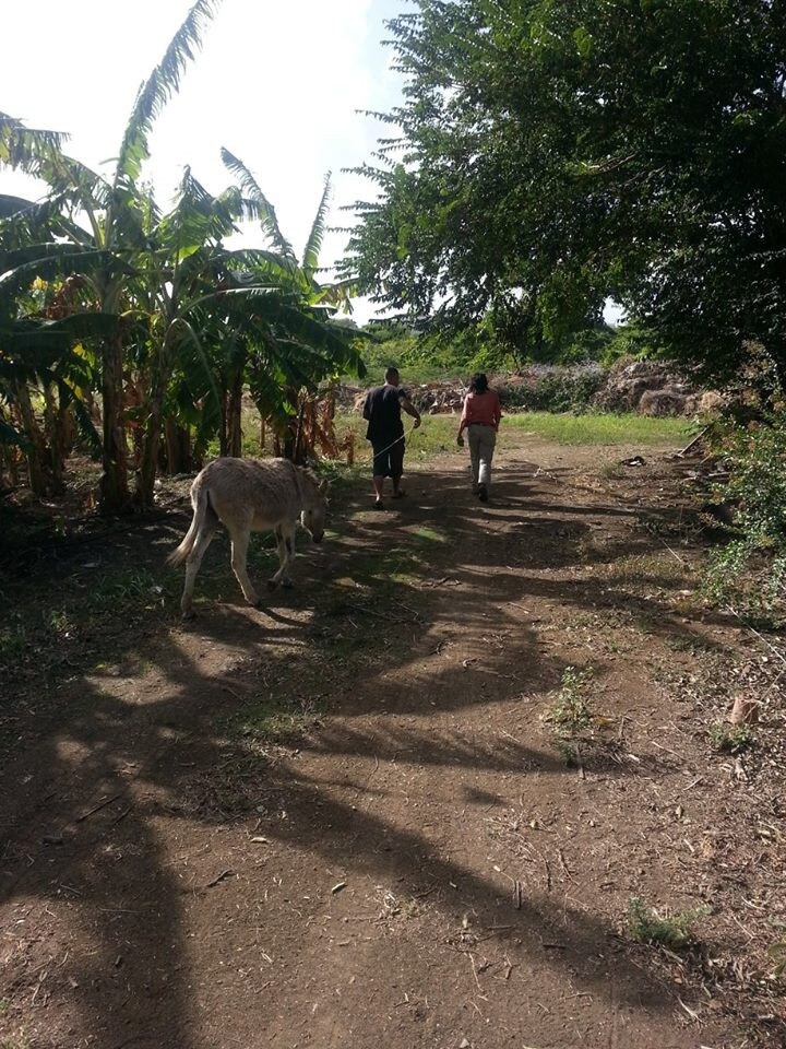 Organic farm, a healing paradise!