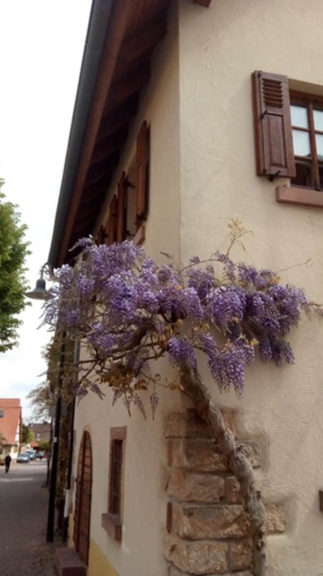 Haus am Dorfbrunnen