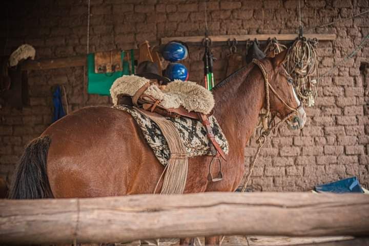 Campamento Paseo a caballo