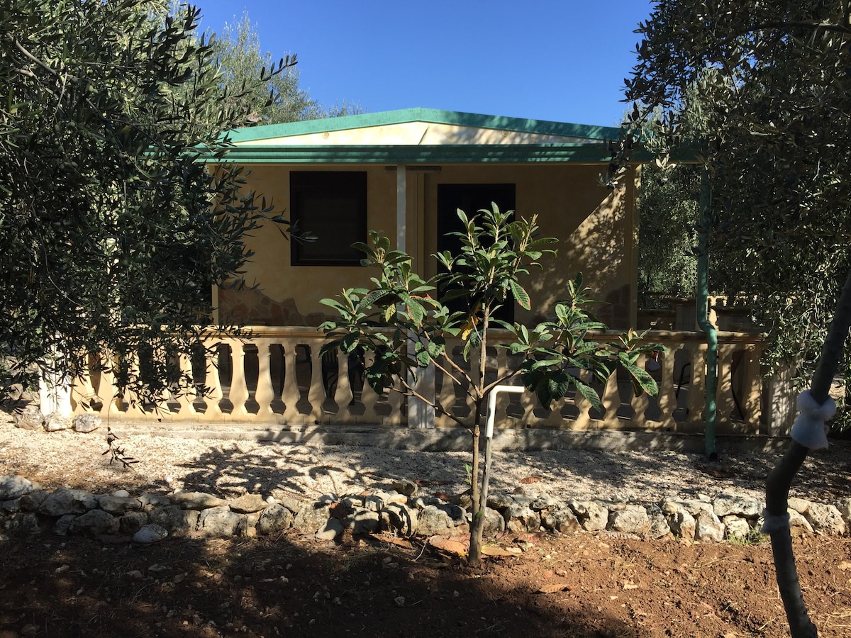 独栋房子，均设有围栏，位于橄榄树中