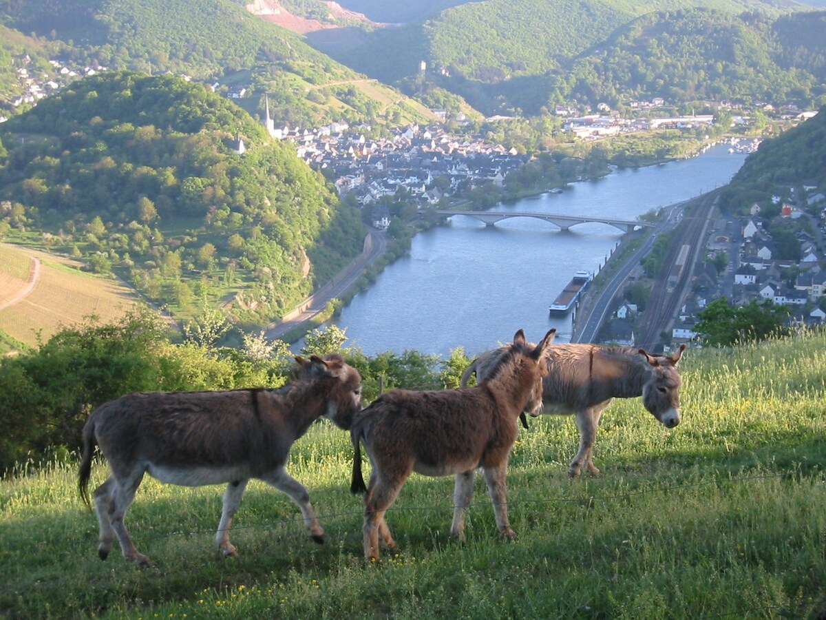 Klickerterhof "Young Beech"