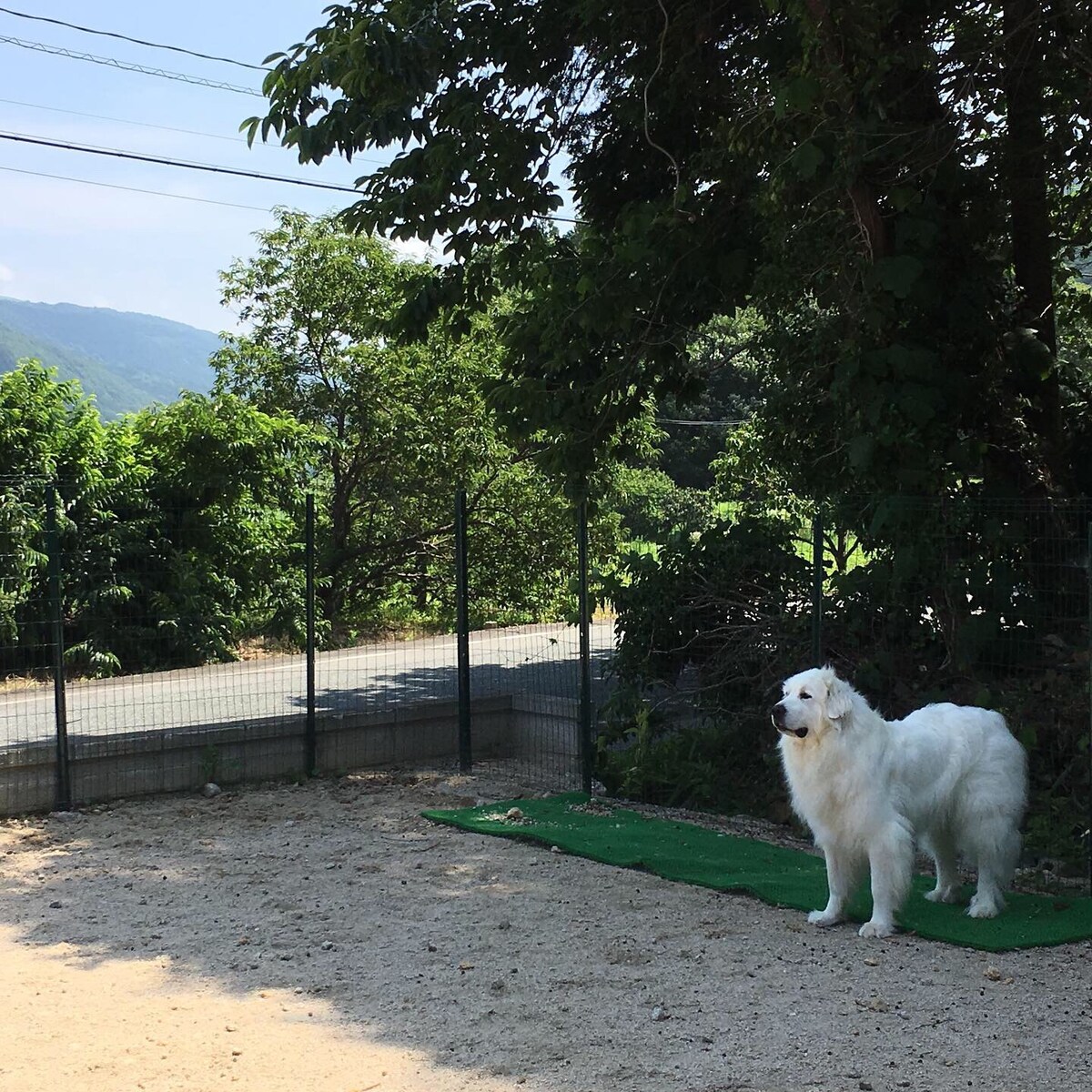 带户外客房的木制村庄无人自助咖啡馆狗跑