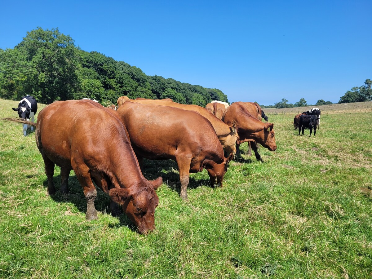 Beesby Family Farmhouse套房（ 1间卧室或2间卧室）