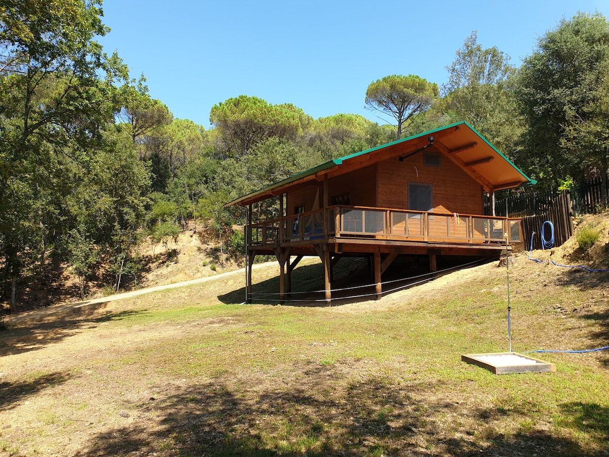 森林中的小屋/Cabaña en el bosque