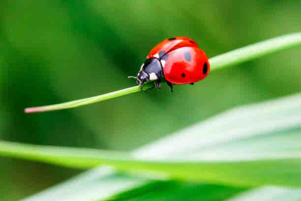 L’appartement des coccinelles