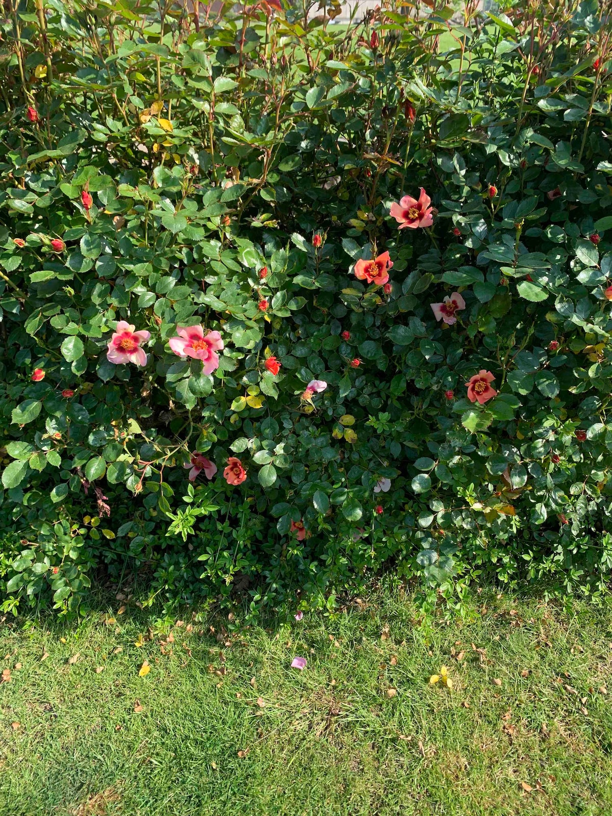 宁静的1卧室小屋，带花园和停车场