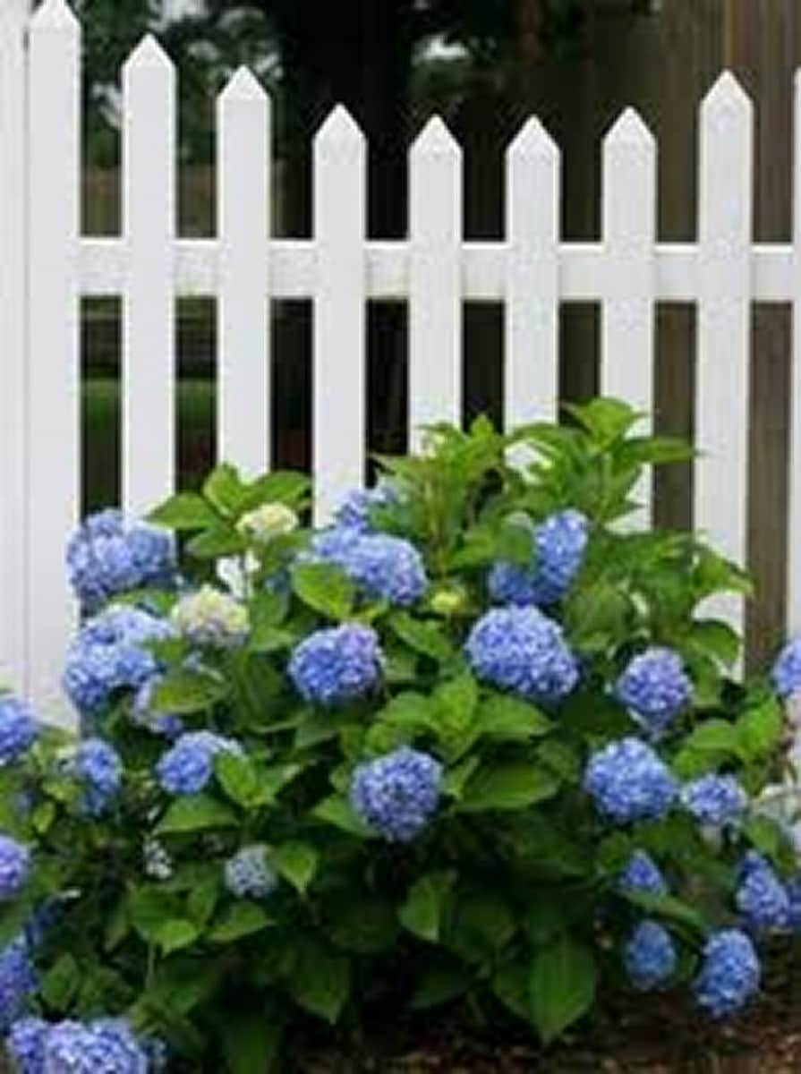 Chambre d’hôtes Villa Les Hortensias avec pts déj