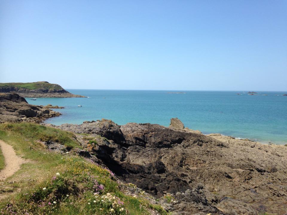 海湾海鸥