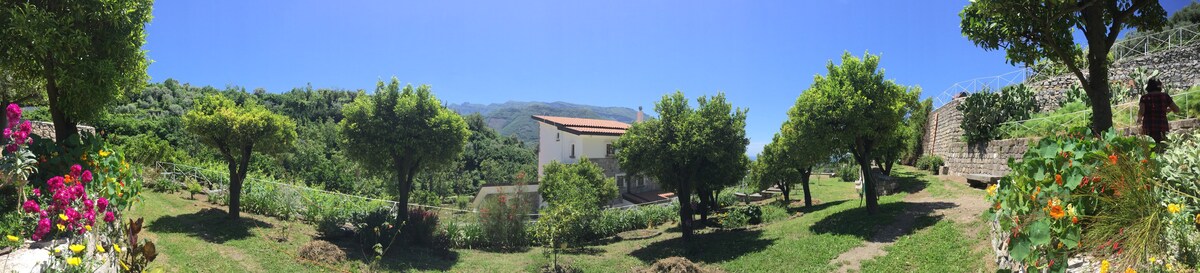 Monticelli豪宅花园景观