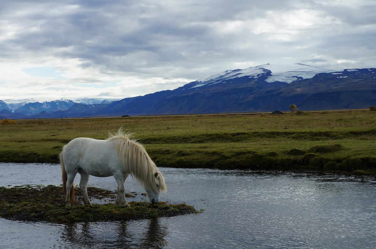 Tiny-House Cabin #2 - with Horses, Sheep & Volcano