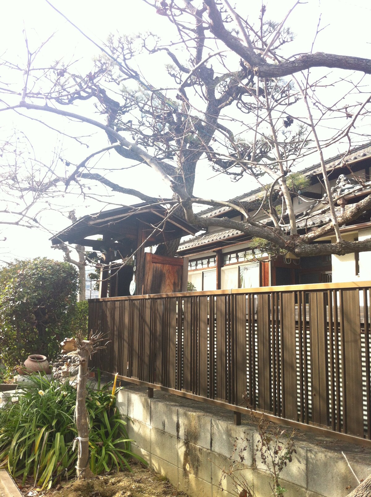 日式老房子和一种秋田狗