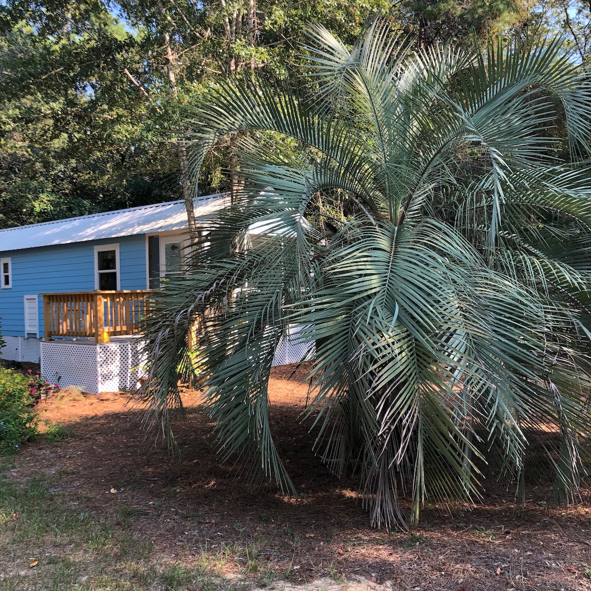 Palm House Cottage