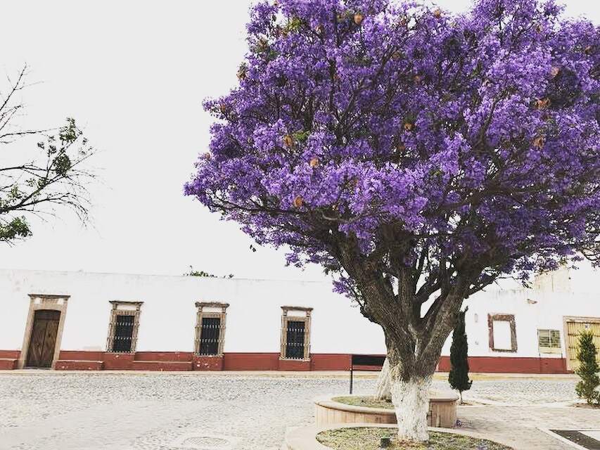 La Casa de La Vaca ， Nopala De Villagrán。