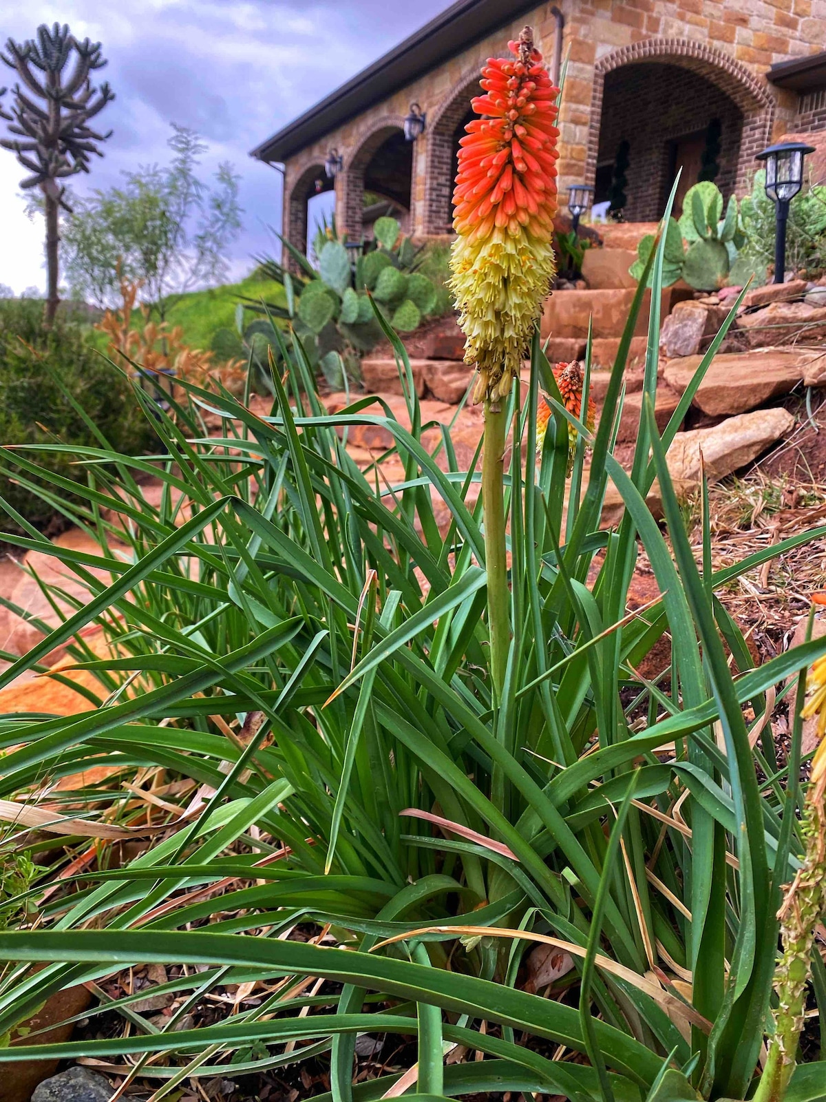 The LonePine in Yellowhouse Canyon