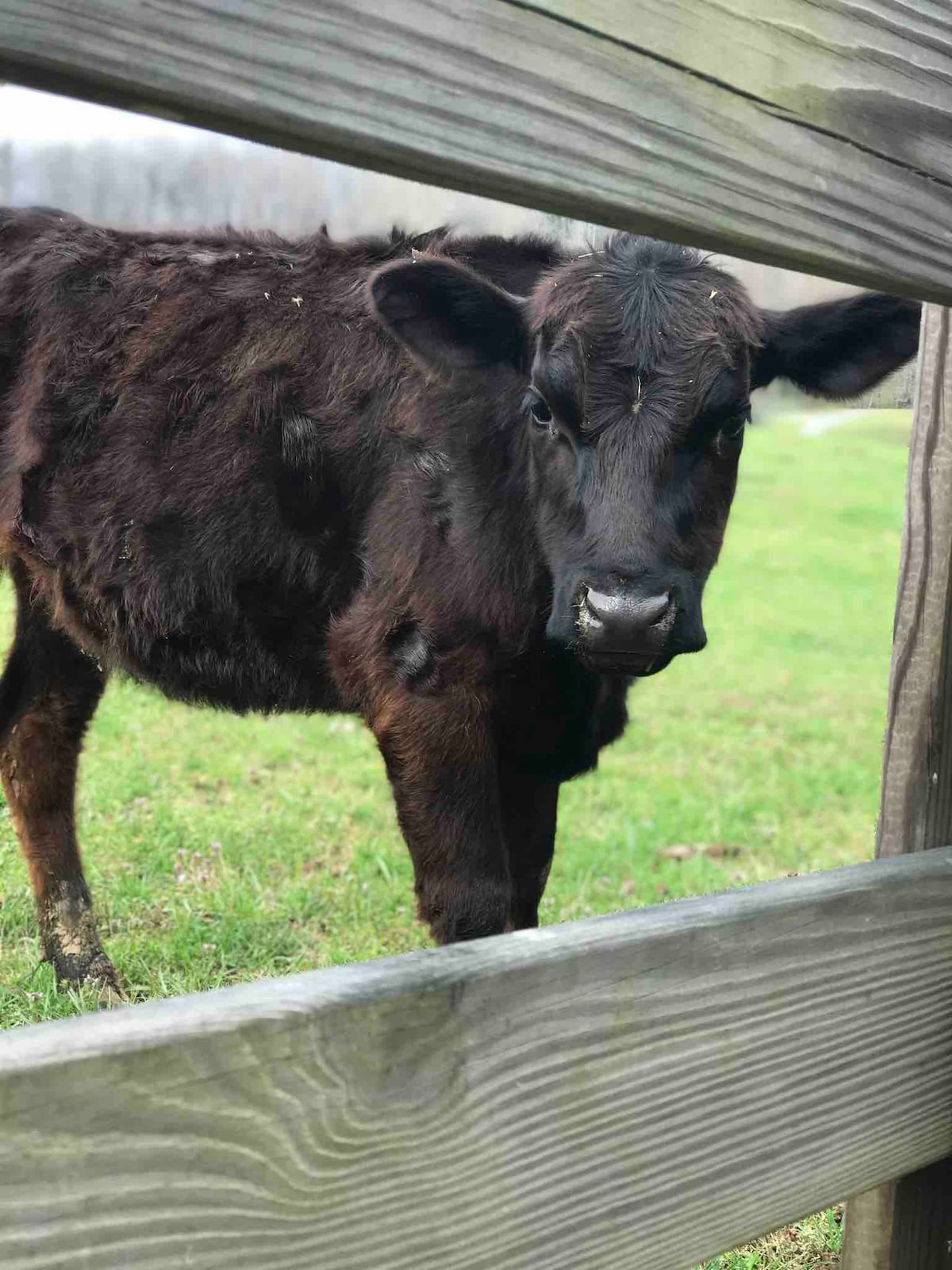 See the cows - tranquil home