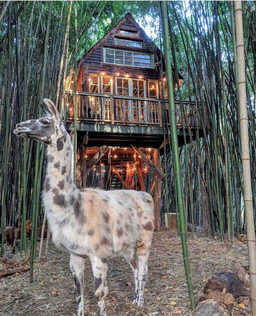 竹林羊驼树屋