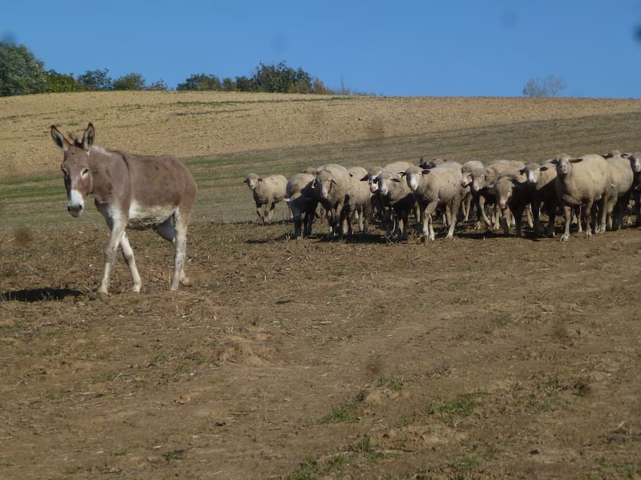 schaapskudde sheep herd schaf-herde