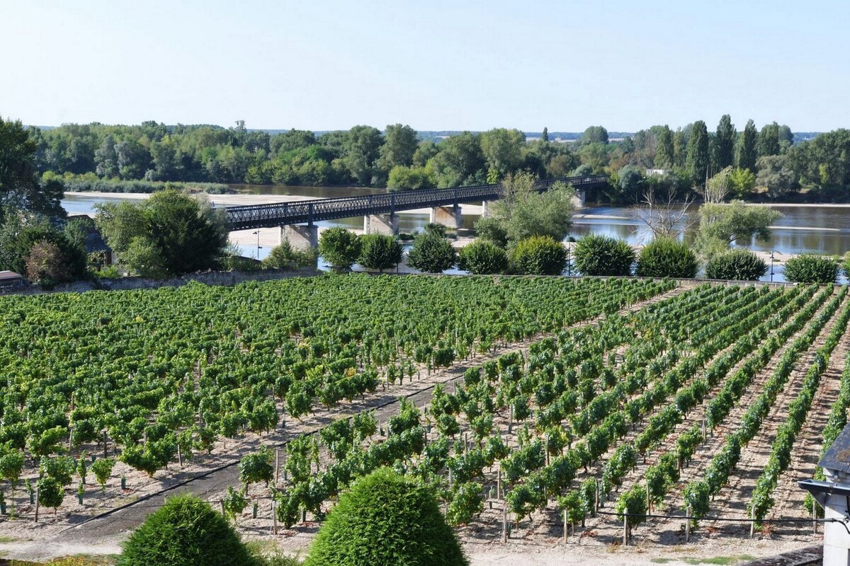 卢瓦尔河和葡萄园景观