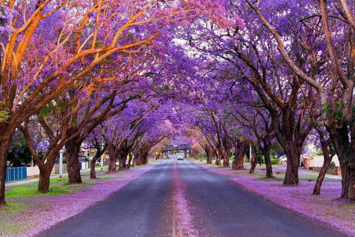 "Rosslyn" 1889 National Trust Victorian