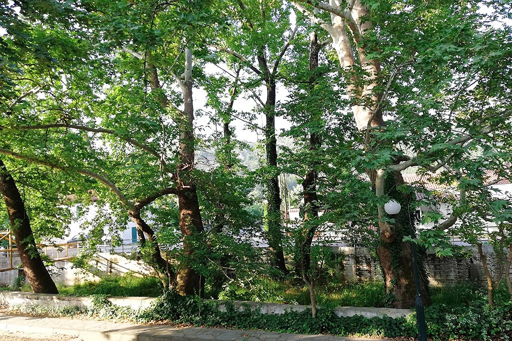 "飞机树" -波扎尔浴场附近的阁楼