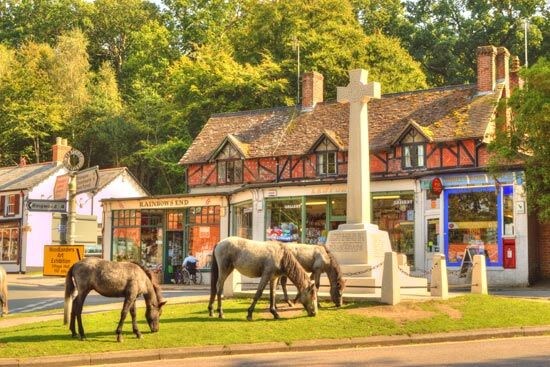 The heart of the New Forest