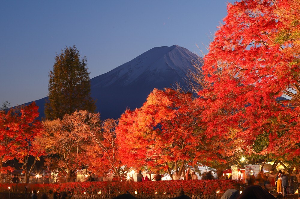 在这个季节享受秋天的树叶，在「Tawaki Nagisa ·秋叶节」的山中湖（ Lake Yamanakako ） ！