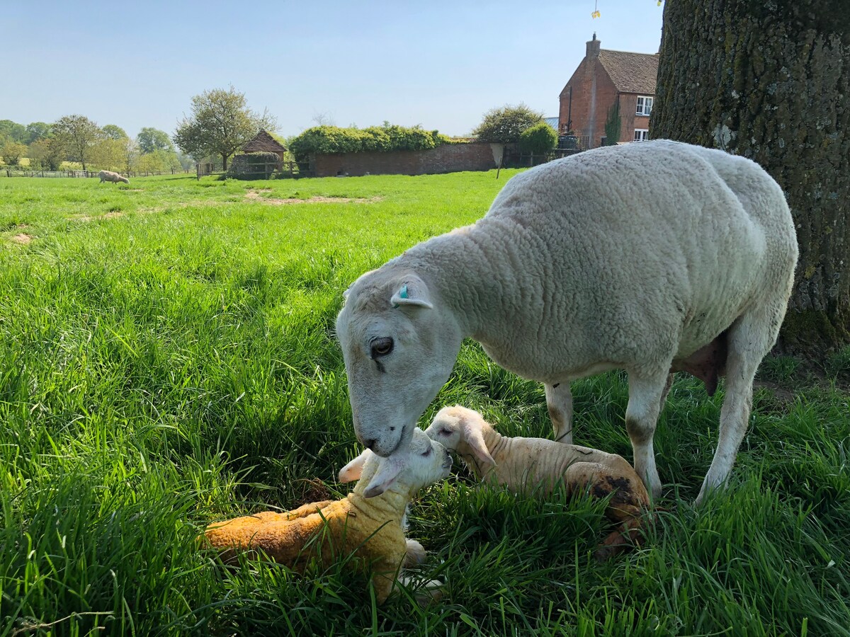 Bluebell Michelmersh Manor Farmstay Peppa Pig.