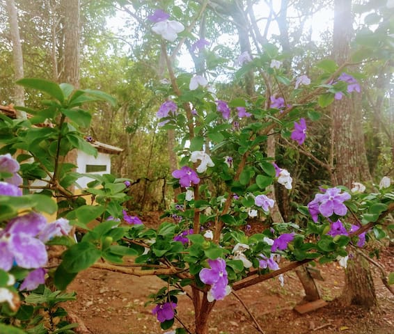 Serra dos Pireneus的民宿