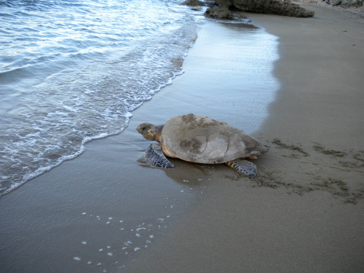 海龟屋-乡村海滩休闲体验