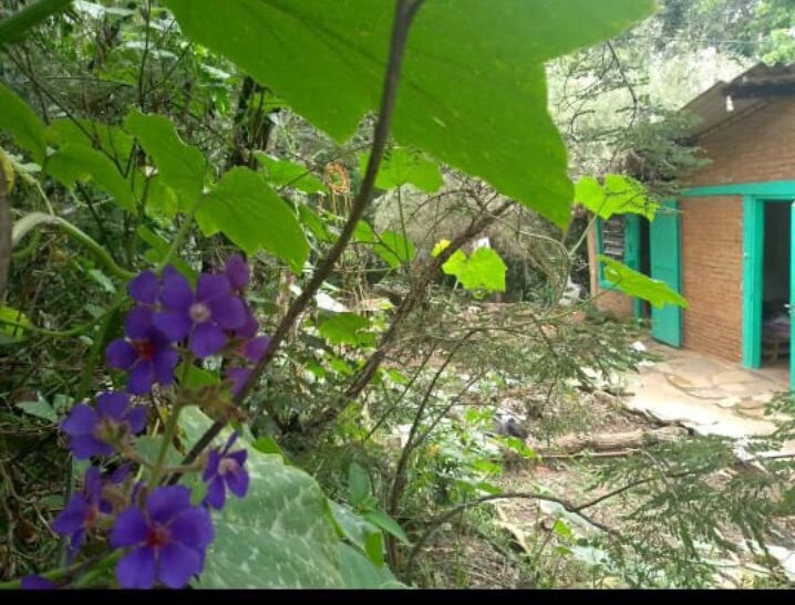 Casa na mata de São Tomé Das Letras, Conexão Roots