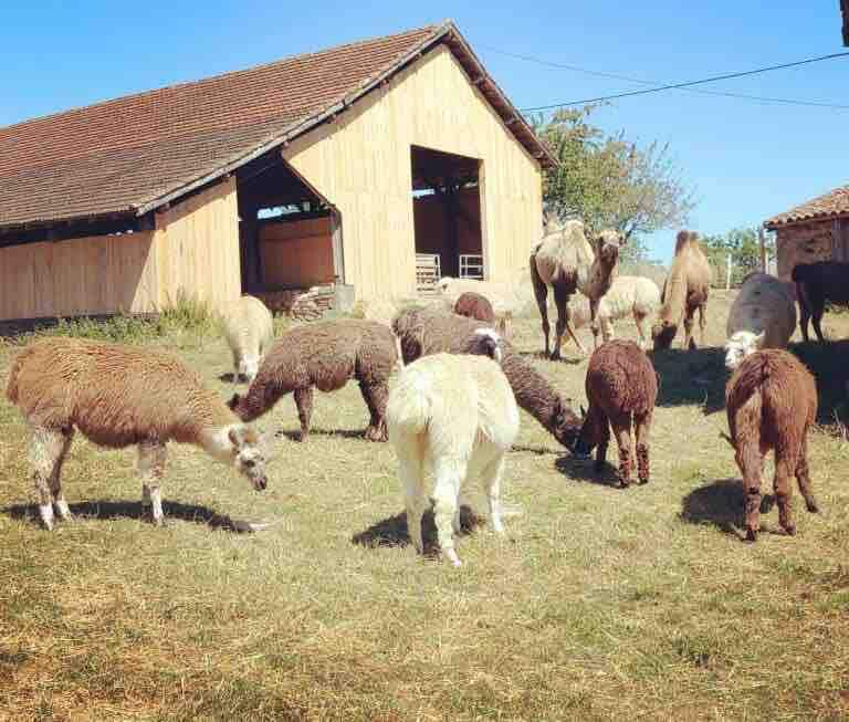 Gîte Ferme Lamalpapoche "La prairie des animaux"