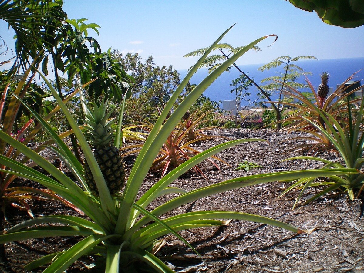 The Pineapple Express~Hot Tub~Volcano 65 Mi  Away