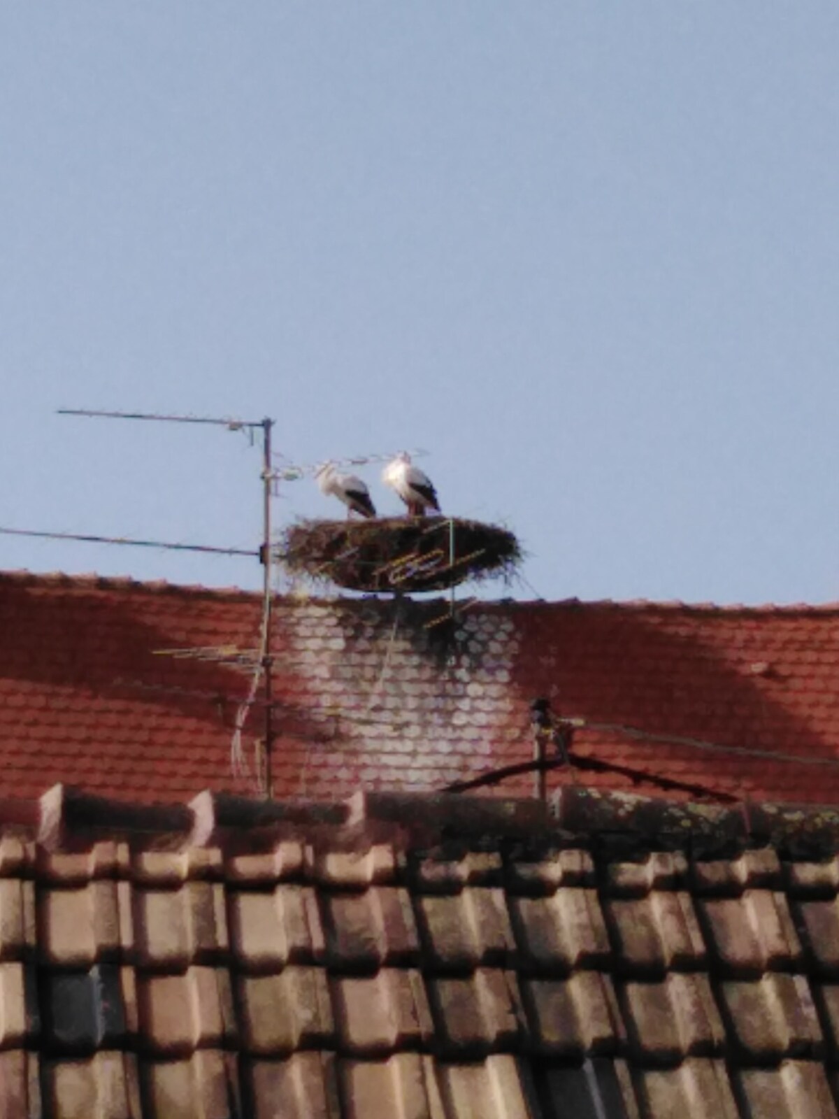 Ribeauvillé阳台上的Storks