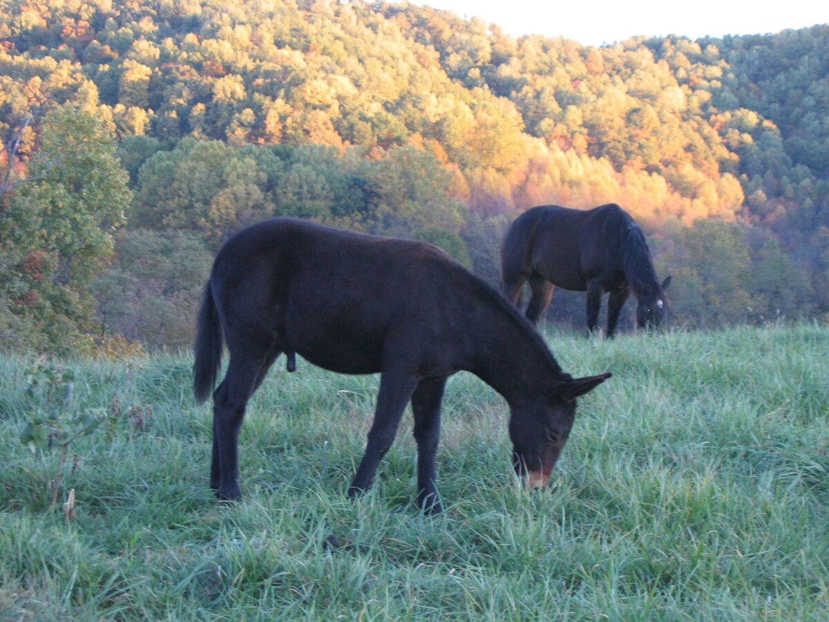 The Farmhouse at Cardinal Springs Farm