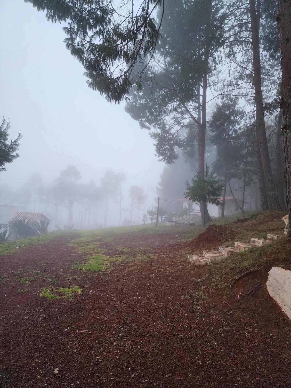 Casita en el bosque