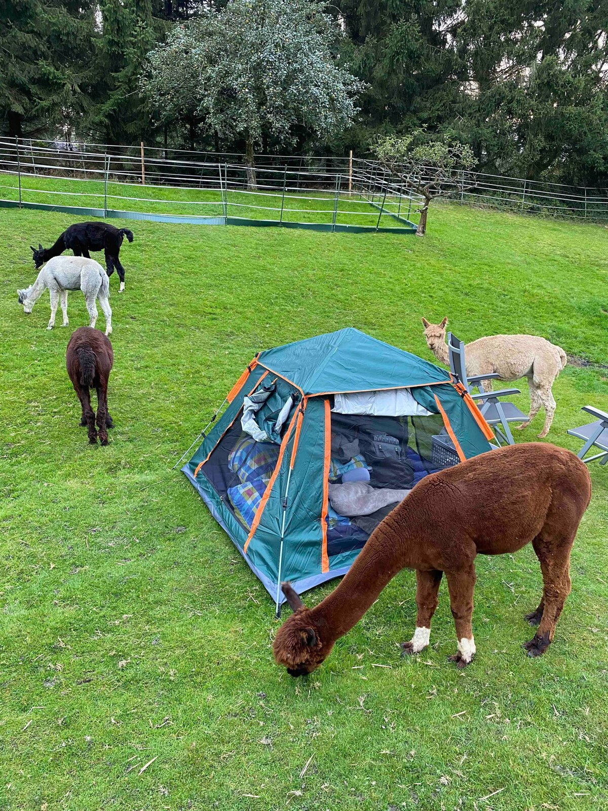 入住帐篷，周围环绕着10只甜蜜的羊驼