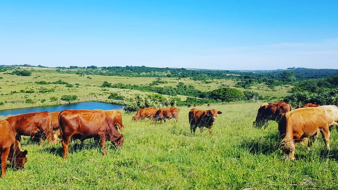 奶制乡村小屋； Mkulu Kei在Wild Wind Ranch。